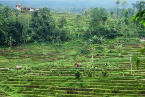 Bali. Tarasy ryżowe (fot. A. Kucharska) tarasyryzowe_bali-kucharska