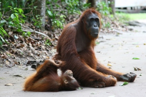 Orangutany straciły 80% habitatu w ciągu ostatnich 20 lat. (Fot. Justyna Rybak)