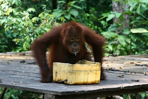Dziś orangutany można zobaczyć jedynie na Borneo i Sumatrze. (Fot. Justyna Rybak)