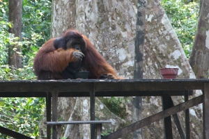 Orangutany raz zabrane naturze nigdy do niej całkowicie nie wracają. (Fot. Justyna Rybak)