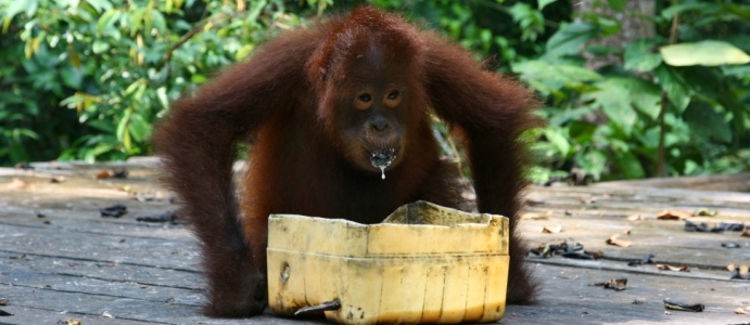 Orangutan czyli ostatnie stworzenie wypędzone z lasu