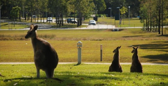 Australia - kangury