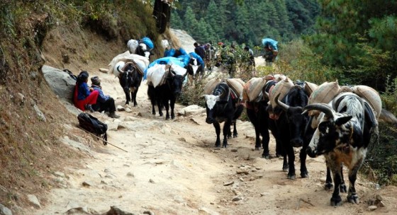 Khumbu Highway w Himalajach