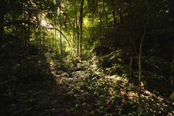 Selva Central. Przez gęste poszycie przedzierają się ostatnie promienie słońca. (Fot. Joanna M. Chrzanowska)