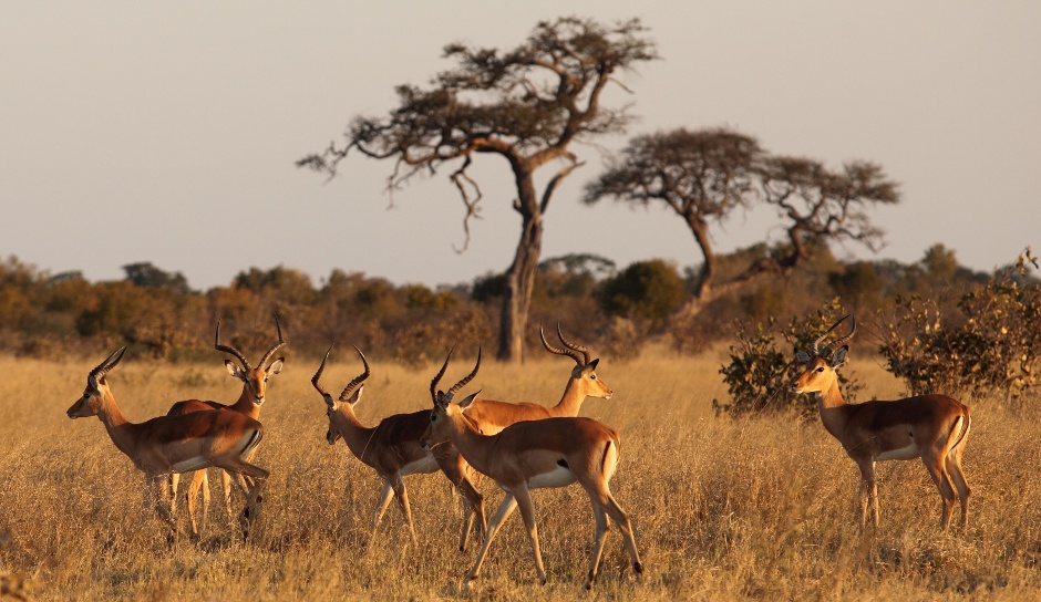 Zdjęcia z Zimbabwe - Park Narodowy Hwange.