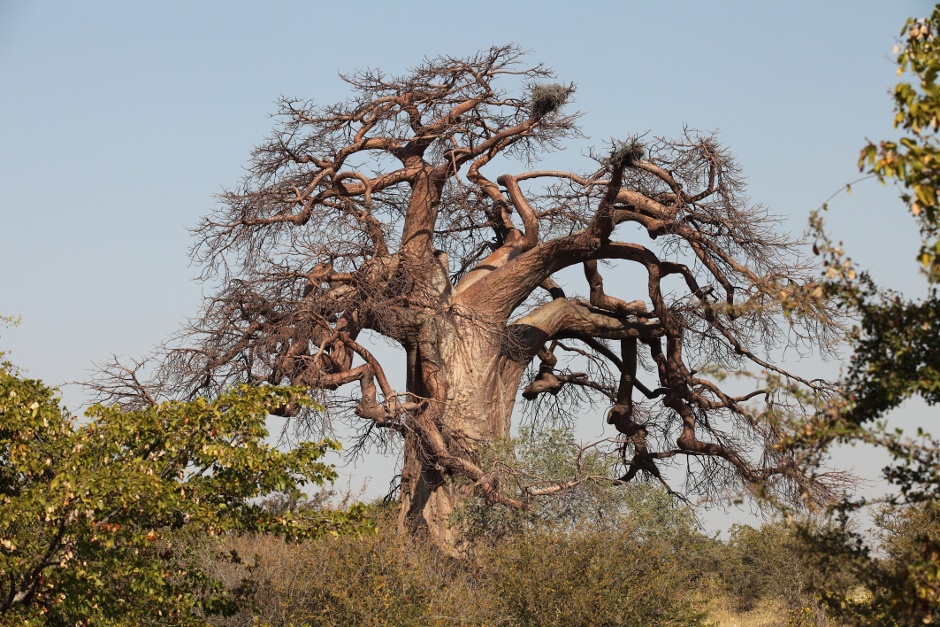 Zimbabwe - baobab