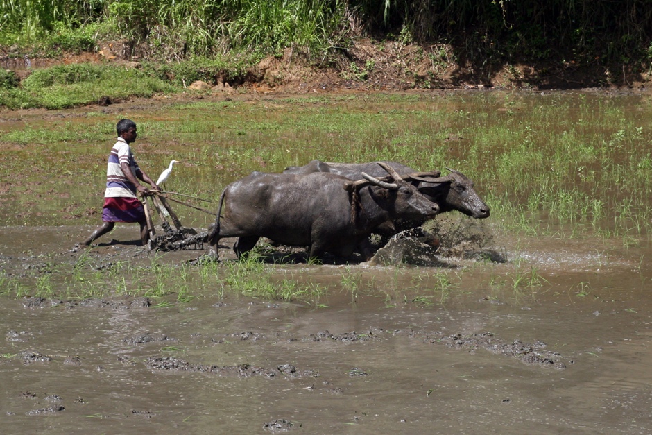 18. Sri Lanka. Rolnictwo lankijskie jest ekologiczne. Czasem jednak orze się za pomocą takich maszynek jak ten ni to motor, ni to traktor powyżej. (Fot. Ewa Serwicka) 18. Sri Lanka. Rolnictwo lankijskie jest ekologiczne. Czasem jednak orze się za pomocą takich maszynek jak ten ni to motor, ni to traktor powyżej. (Fot. Ewa Serwicka)