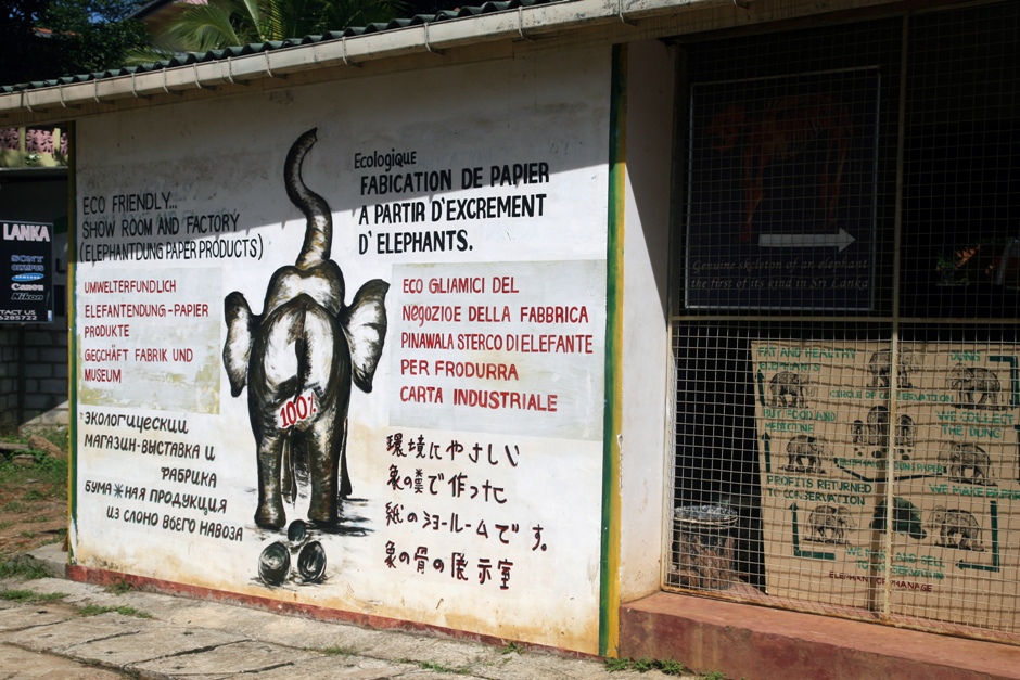 19. Sri Lanka. Odchody słonia to też pomysł na biznes. Można z nich wyprodukować papier. A z papieru na przykład kartki świąteczne. (Fot. Ewa Serwicka) 19. Sri Lanka. Odchody słonia to też pomysł na biznes. Można z nich wyprodukować papier. A z papieru na przykład kartki świąteczne. (Fot. Ewa Serwicka)