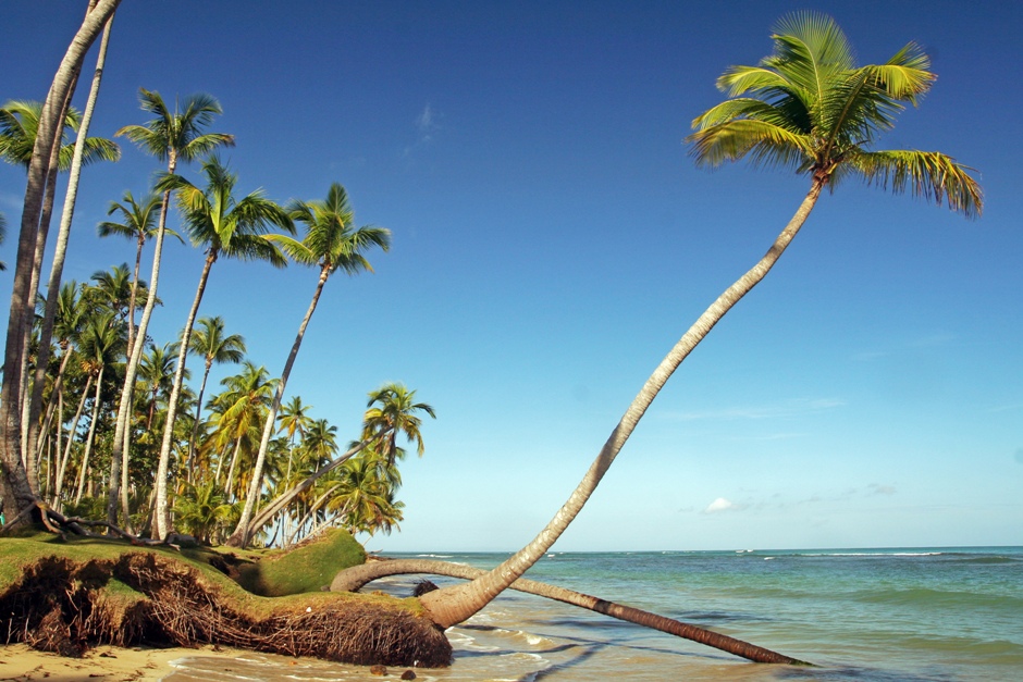 8. DOMINIKANA, Playa Bonita. Palmy pochylają się w kierunku morza, które podmywa ich korzenie. Z biegiem czasu przewracają się do wody. (Fot. Ewa Serwicka) 8. DOMINIKANA, Playa Bonita. Palmy pochylają się w kierunku morza, które podmywa ich korzenie. Z biegiem czasu przewracają się do wody. (Fot. Ewa Serwicka)