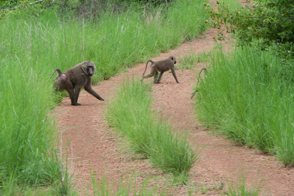 11. BURKINA FASO, Arli National Park. Spotkanie towarzysza podróży na tych drogach w porze deszczowej jest cudem. Zemi (moto taxi) są jedynym sposobem na dotarcie do tych terytoriów. Samotny podróżnik będzie miał towarzysza podróży w osobie kierowcy zemi albo bądź człekopodobnych. (Fot. Vicente Palacios) 11. BURKINA FASO, Arli National Park. Spotkanie towarzysza podróży na tych drogach w porze deszczowej jest cudem. Zemi (moto taxi) są jedynym sposobem na dotarcie do tych terytoriów. Samotny podróżnik będzie miał towarzysza podróży w osobie kierowcy zemi albo bądź człekopodobnych. (Fot. Vicente Palacios)
