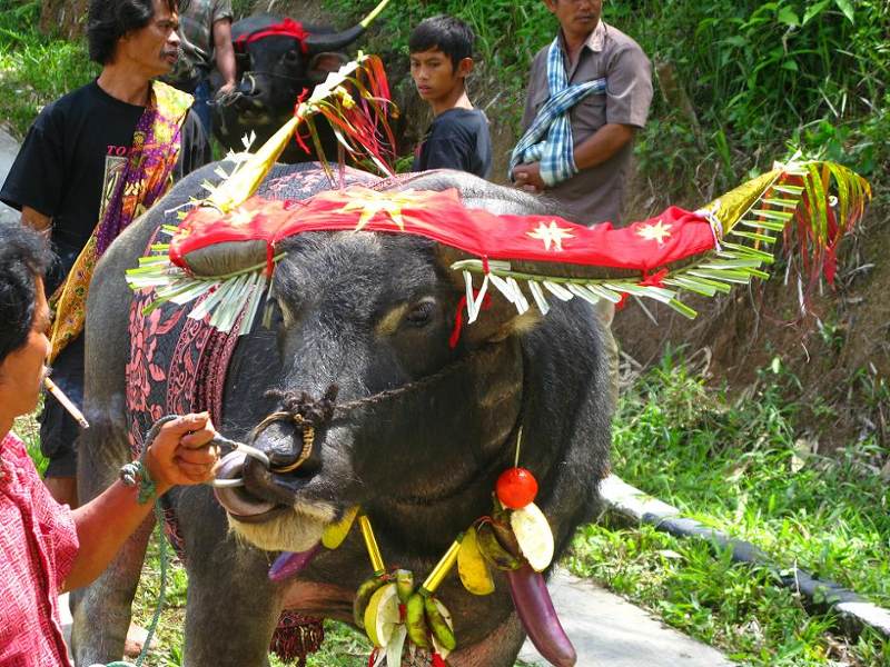 Turyści żądni krwi, czyli drugi pogrzeb na Sulawesi