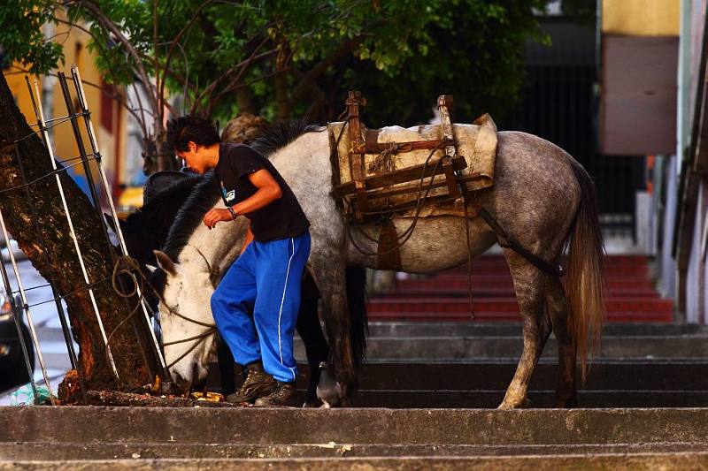 Centrum miasta i nowoczesny środek transportu. Bogota jest pełna kontrastów. (Fot. Wojtek Rygielski) Koń to normalny widok na ulicach Bogoty.