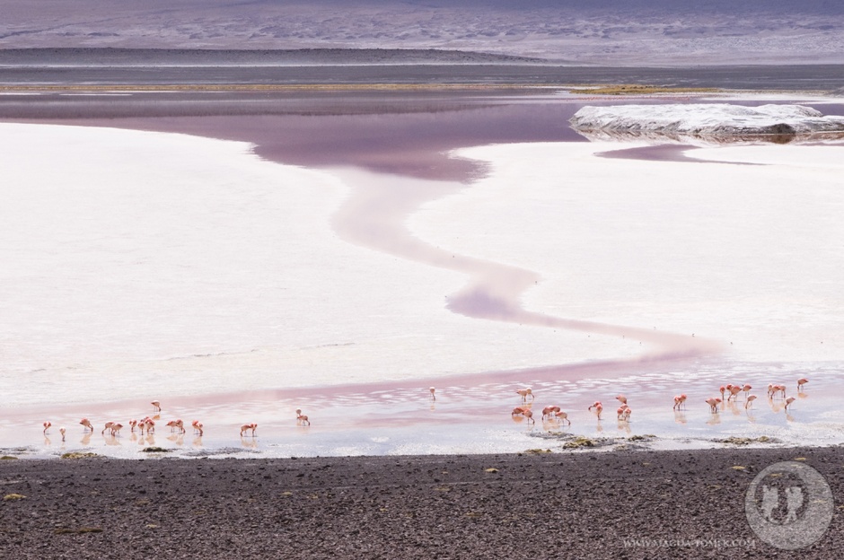 11. BOLIWIA, Park Eduardo Avaroa. Nadal Laguna Colorada i różowe stado flamingów. (Fot. Tomasz Bogusz) Laguna Colorada jest domem dla flamingów.