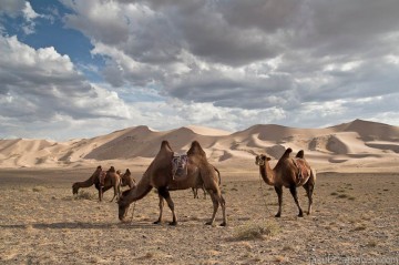 Na pustyni Gobi spotkać można wielbłądy. (Fot. Jakub Czajkowski/www.czajkowski.com) Mongolia. Stado wielbłądów na pustyni Gobi