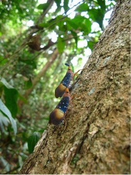 Owady na Borneo