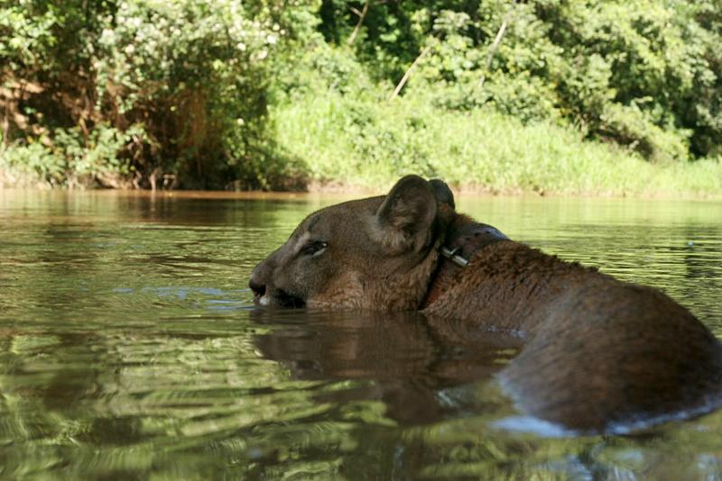 Dzikie koty nie nadają się do życia w niewoli – niewłaściwe warunki i opieka są przyczyną setek nieszczęść. (http://ambueari.blogspot.com) Puma w boliwijskiej dżungli