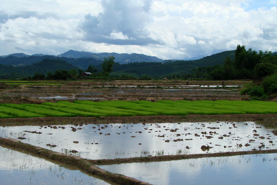 4. LAOS, Luang Nam Tha. Budowa pól ryżowych to istny majstersztyk - trzeba zrobić tak, żeby z jednej strony woda stała, ale również przelewała się między różnymi częściami pola. Strasznie ciężka praca. (Fot. Katarzyna Wachowska) Pola ryżowe w Luang Nam Tha