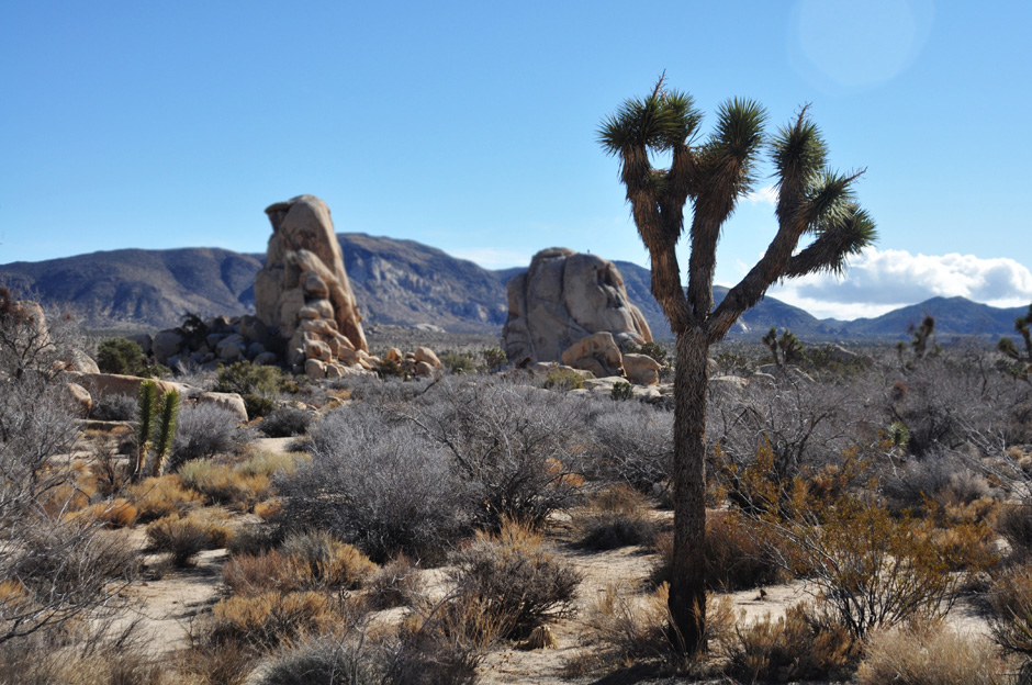 10. USA, Kalifornia Park Narodowy Joshua Tree. Położony w południowej Kalifornii około 2 godziny od Los Angeles jest mekką wspinaczy, podróżników i kolorowych postaci, prowadzących alternatywny styl życia. (Fot. Monika Łukowska) Park Narodowy Joshua Tree