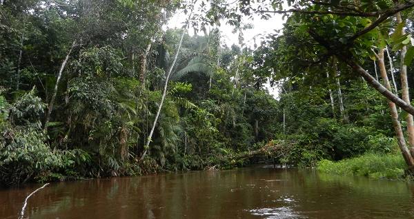 peru_dzungla_amazonska.jpg