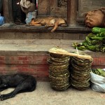 Śpiące psy w Katmandu