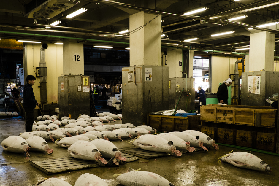 2. JAPONIA, Tokio. Znaczna część tuńczyków trafia na Tsukiji ze stanu Maine, na północy Stanów Zjednoczonych. Dlatego są zamrożone. W aukcjach biorą udział reprezentanci restauracji z całego świata. Zdarza się, że tuńczyk złowiony w Maine, wraca do Maine. (Fot. Kasia Boni) Aukcje tuńczyków w Japonii