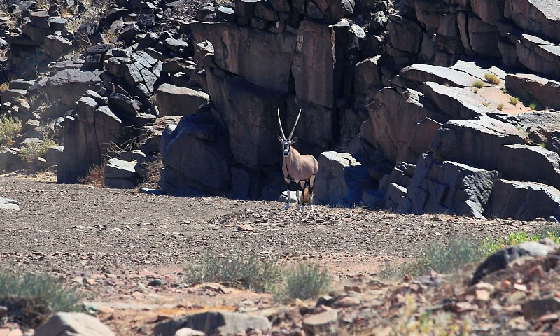 Namibia. Damaraland. Zatrzymał nas samotny oryks. Stał nieopodal pośrodku drogi w niemym oczekiwaniu. (Fot. Grzegorz Mojs) Oryks zamieszkujący Afrykę