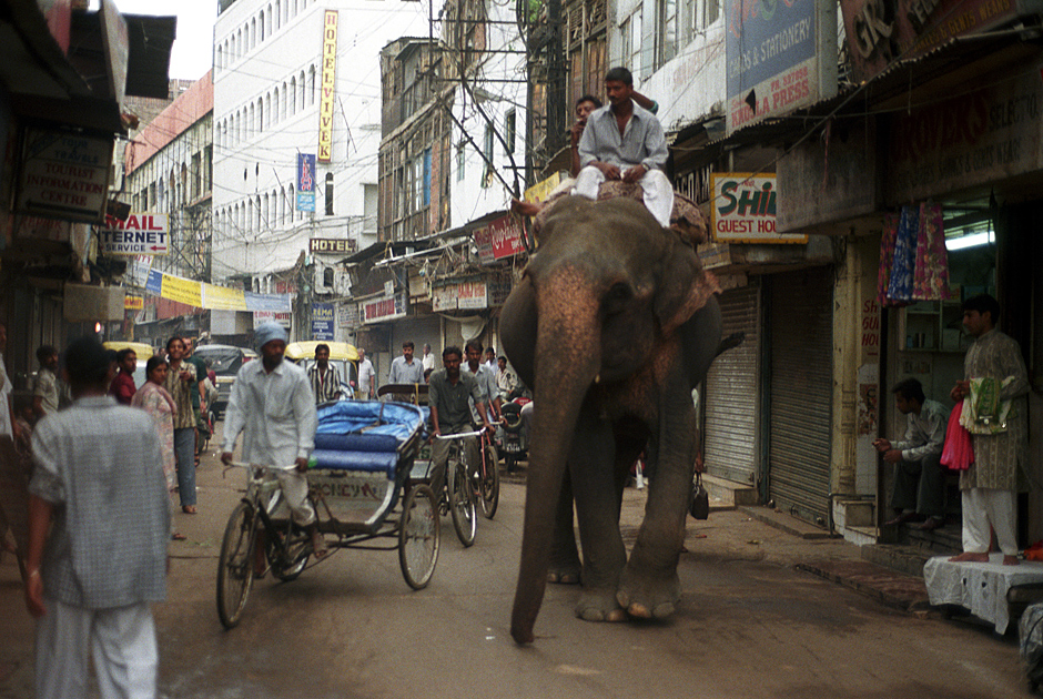 14. Słoń w dzielnicy Paharganj w Delhi (Fot. Grzegorz Król) Słoń w dzielnicy Paharganj w Delhi