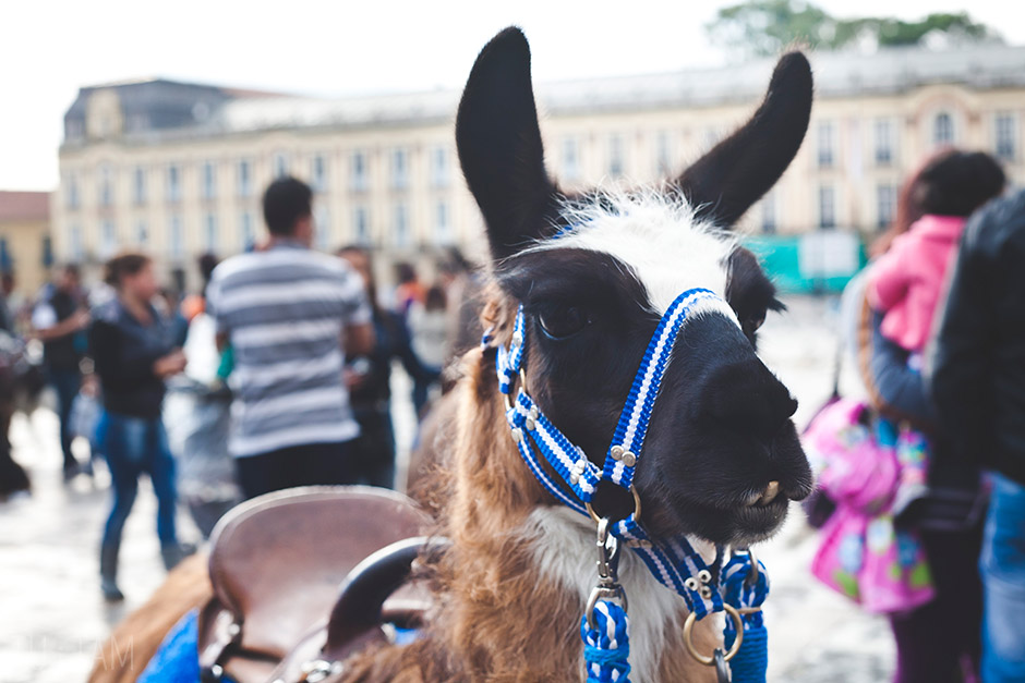 Lama czeka na zdjęcie, Bogota Lama czeka na zdjęcie, Bogota