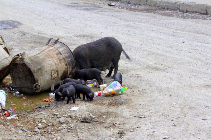Czarne świnie na ulicaach chińskich miast