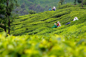 Munnar. Plantacje herbaty